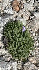 (c) Garrett Craig, some rights reserved (CC BY) Polemonium eximium, photograph (c) Garrett Craig, some rights reserved (CC BY)
