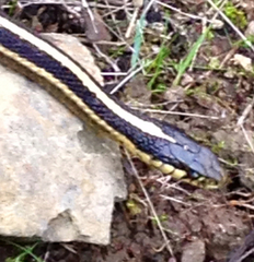Thamnophis elegans elegans