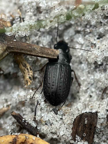 Selenophorus fossulatus