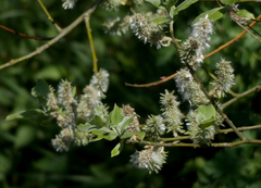 Salix caprea