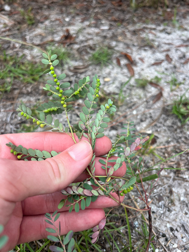 Phyllanthus abnormis, photograph 2