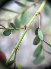 Phyllanthus abnormis, photograph author not stated, no rights reserved