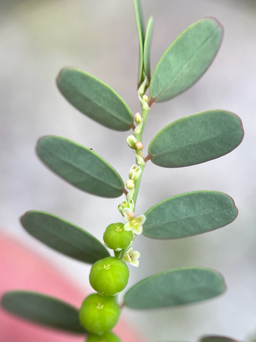 Phyllanthus abnormis, photograph 3