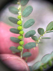 Phyllanthus abnormis, photograph author not stated, no rights reserved