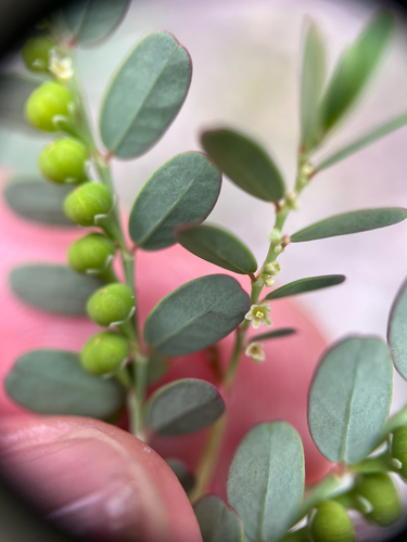 Phyllanthus abnormis, photograph 5