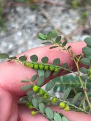 Phyllanthus abnormis