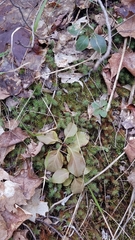 Pyrola elliptica