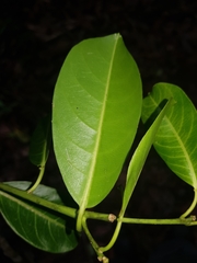 Sapium laurifolium