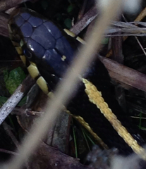 Thamnophis elegans elegans