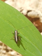 Pholidoptera