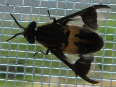 Chrysops suavis