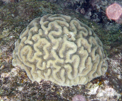 Pseudodiploria strigosa