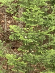 Zonotrichia leucophrys