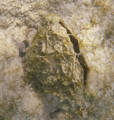 Pinnidae