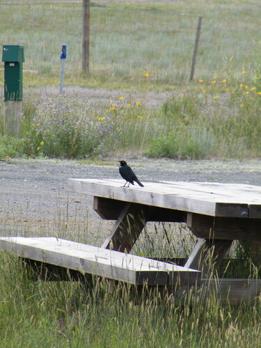 Brewer's Blackbird