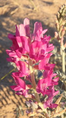 Astragalus lentiginosus borreganus