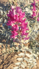 Astragalus lentiginosus borreganus