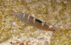 Halichoeres radiatus