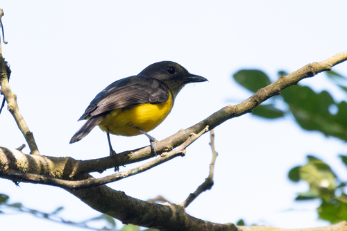 Samoan Whistler (Pachycephala flavifrons), photo 2