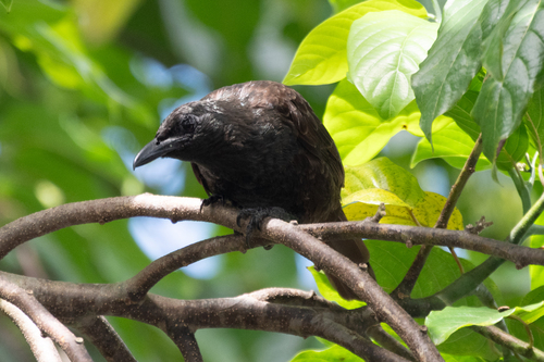 Samoan Starling (Aplonis atrifusca), photo 2