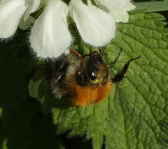 Bombus