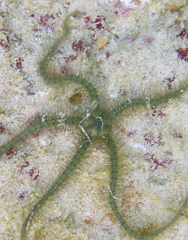Ophiothrix oerstedii