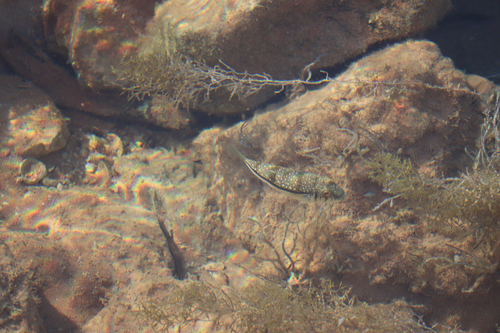 Weeping Toadfish