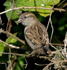 Passer domesticus
