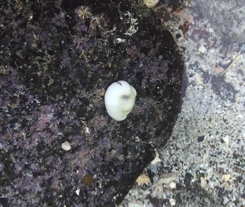 Cypraea moneta observed 2017-04-07