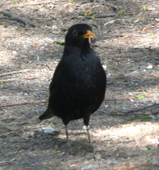 Turdus merula