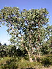 Corymbia eximia