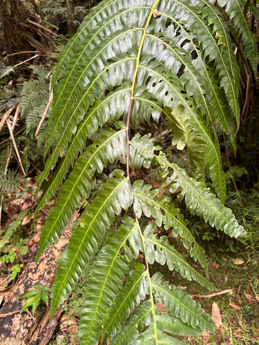 Cyathea horrida observed 2026-07-18