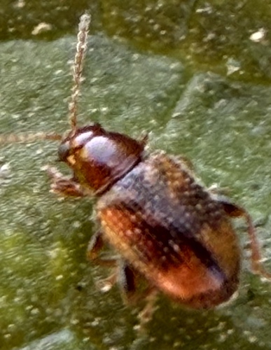 Tobacco Flea Beetle