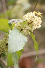 Maytenus thomsonii
