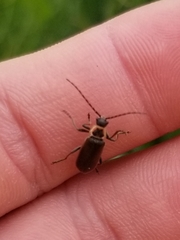 Atalantycha dentigera