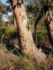 Corymbia eximia