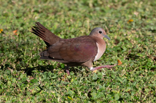Shy Ground Dove (Pampusana stairi), photo 1