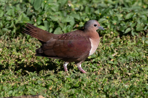 Shy Ground Dove (Pampusana stairi), photo 2