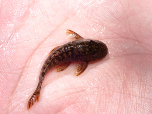Bigmouth pleco (Guyanancistrus brevispinis) — Loricariidae — 3