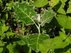 Solanum marginatum