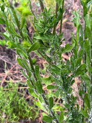 Chrysopsis subulata, photograph author not stated, no rights reserved