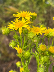 Chrysopsis subulata