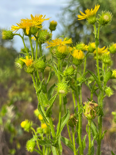 Chrysopsis subulata, photograph 2