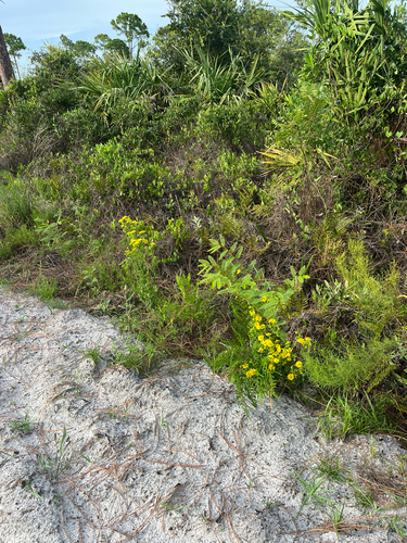 Chrysopsis subulata, photograph 5