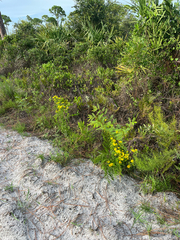 Chrysopsis subulata, photograph author not stated, no rights reserved