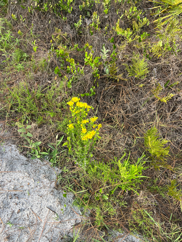Chrysopsis subulata, photograph 3