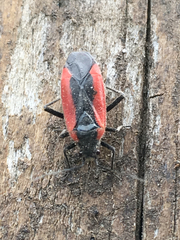 Dionconotus neglectus