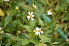 Bidens pilosa