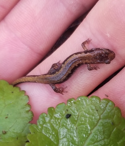 Carolina Mountain Dusky Salamander