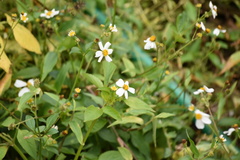 Bidens pilosa